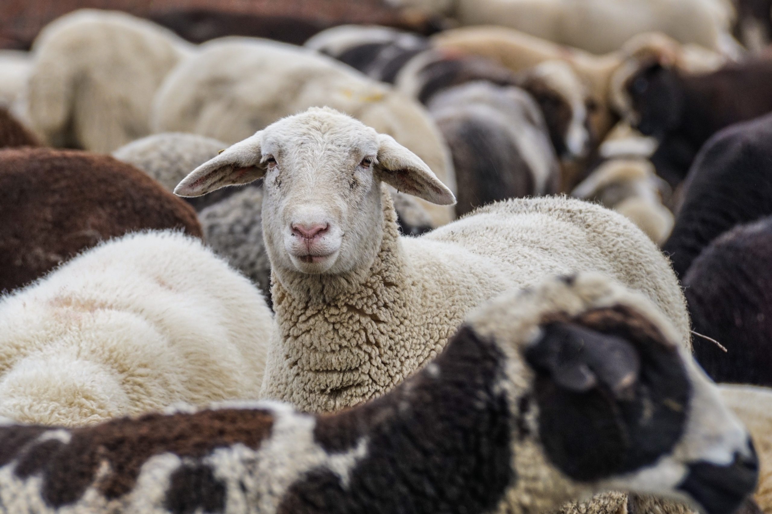 Biologische schapen