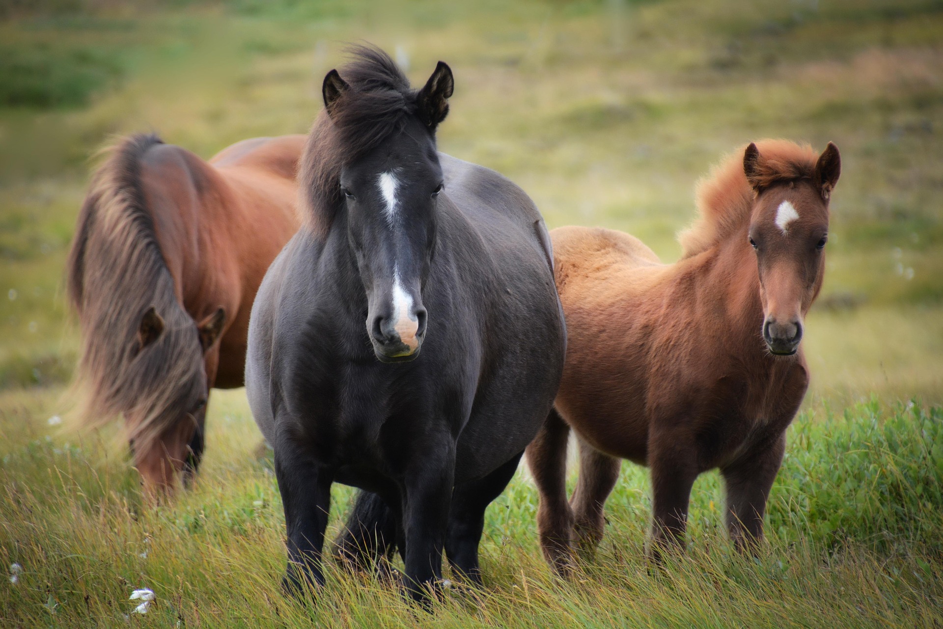 Paarden in wei