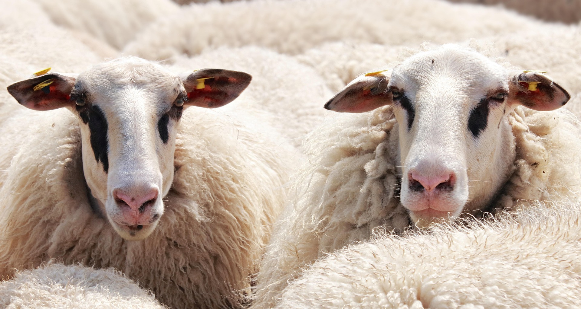 Fakkert Winkel schapen en geiten