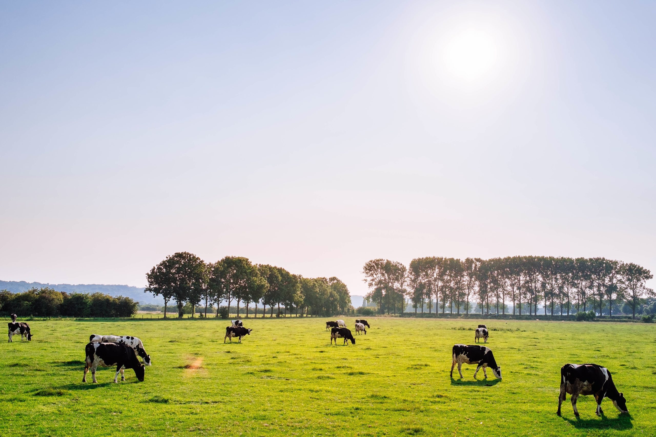 Biologische koeien in weiland