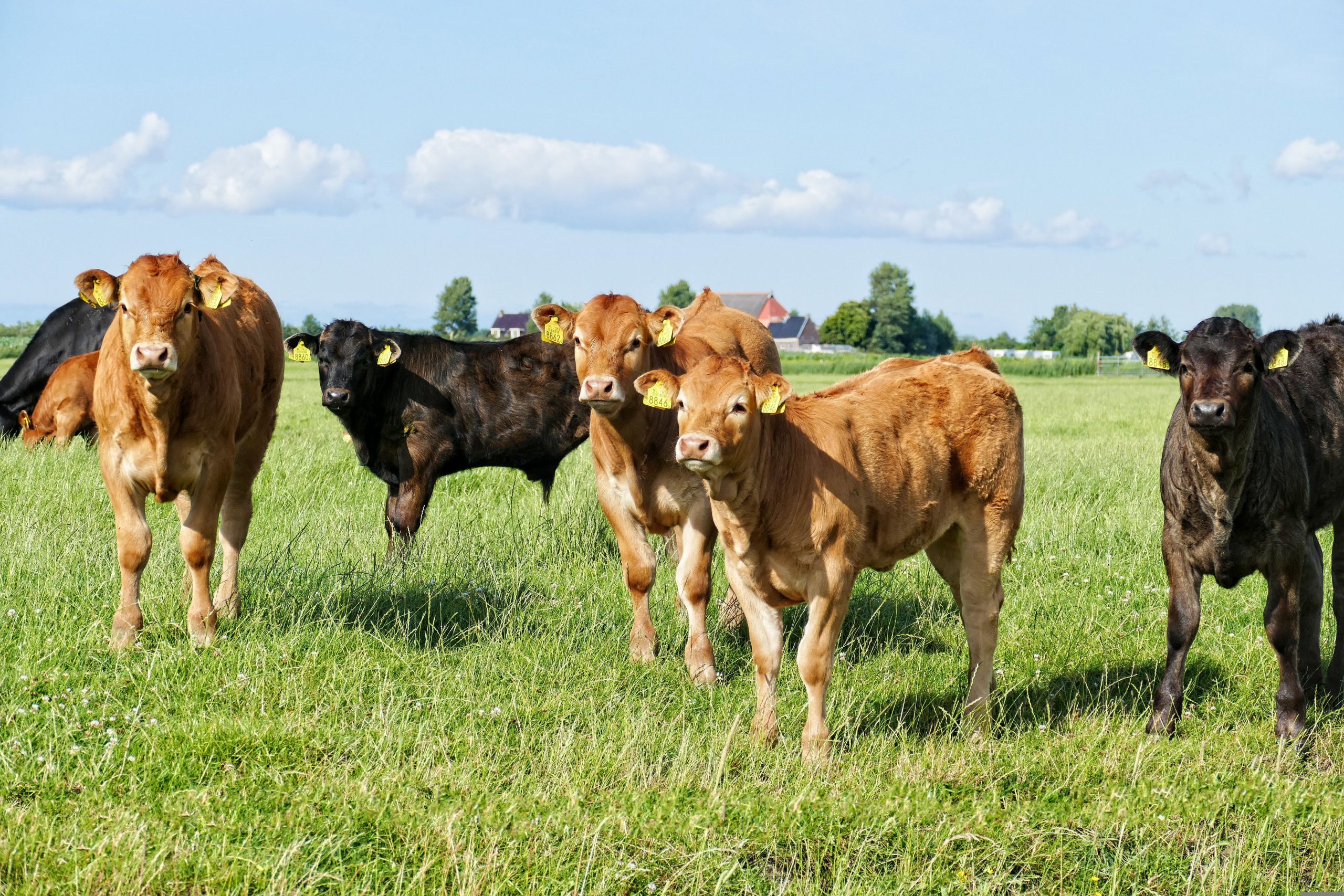 Biologische koeien in weiland
