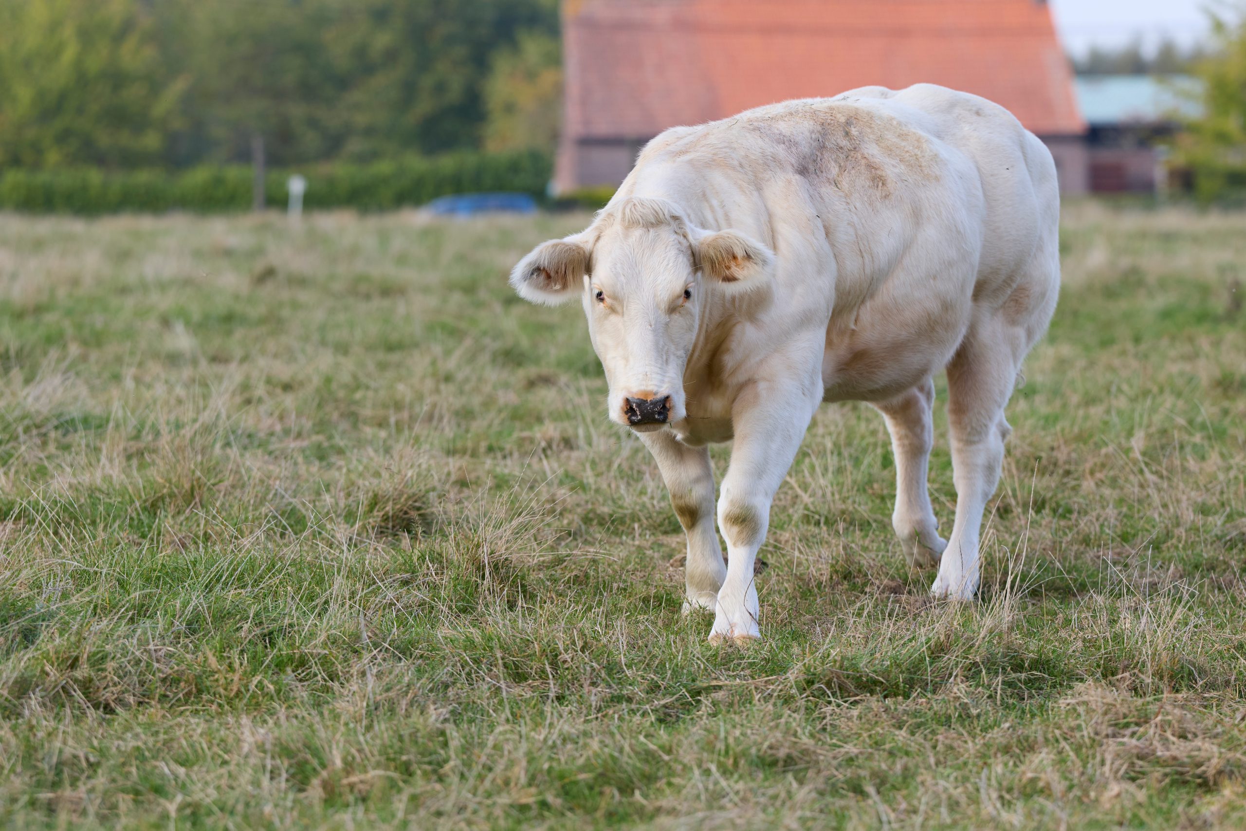 Biologische koeien in weiland