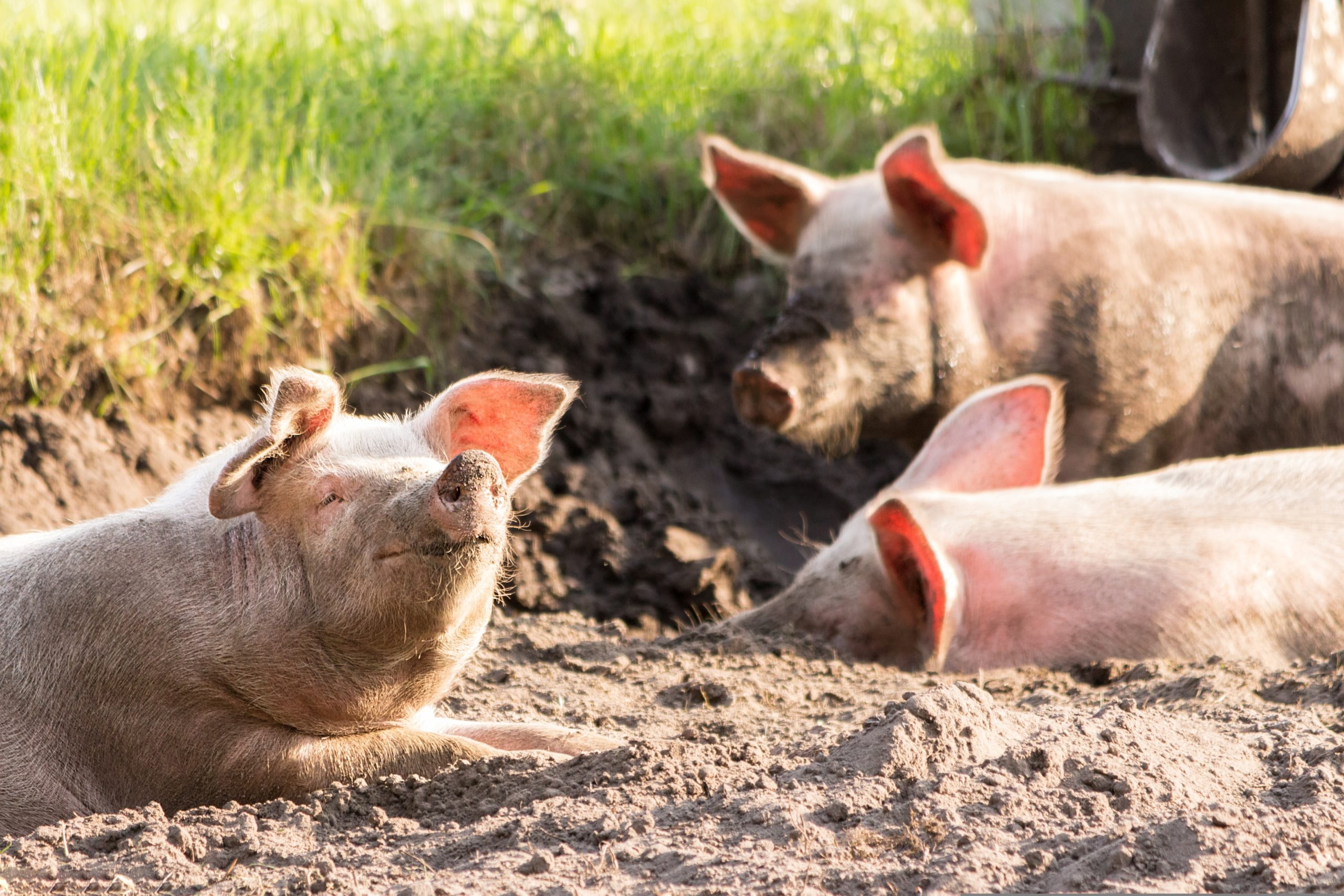Biologische koeien in weiland