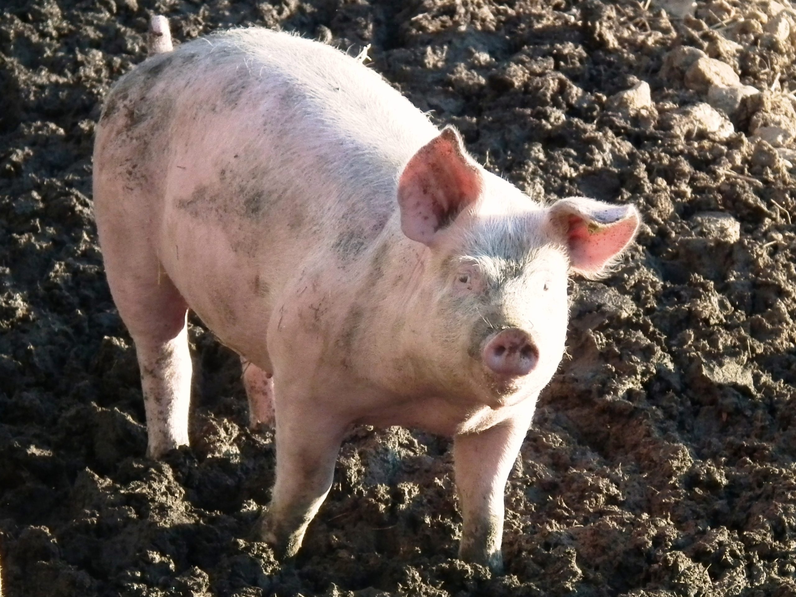 Biologische koeien in weiland