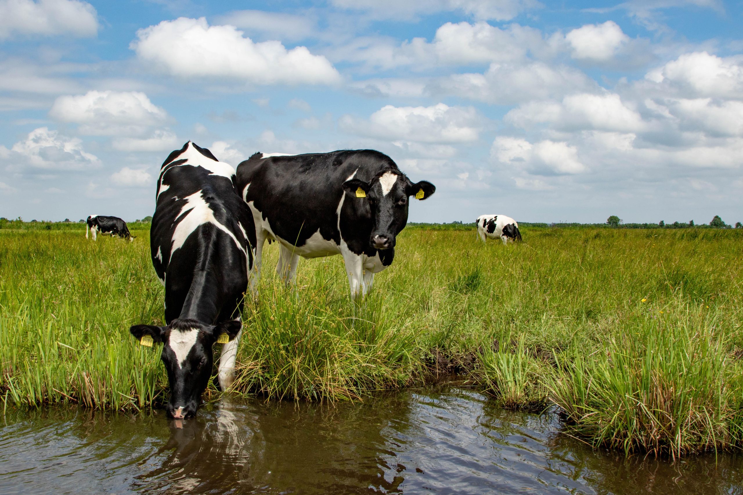 Biologische koeien in weiland